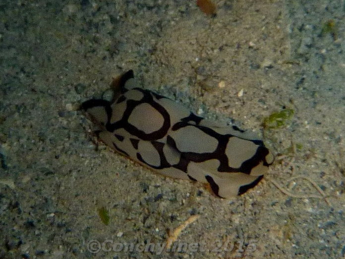 Philinopsis pilsbryi Philinopsis pilsbryi
