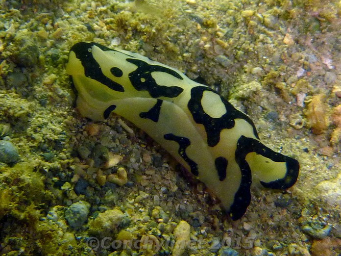 Philinopsis pilsbryi Philinopsis pilsbryi
