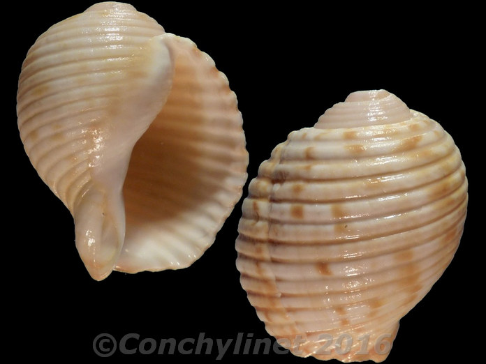 Tonna variegata Tonna variegata