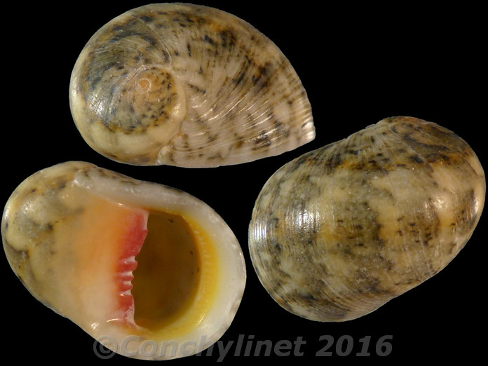 Nerita polita erythrostoma Nerita polita erythrostoma