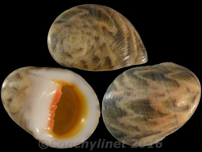 Nerita polita erythrostoma Nerita polita erythrostoma