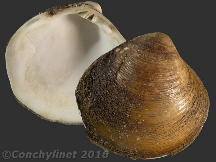 Geloina erosa Geloina erosa
