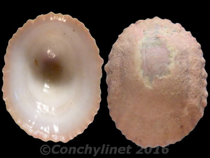 Radiacmea inconspicua Radiacmea inconspicua