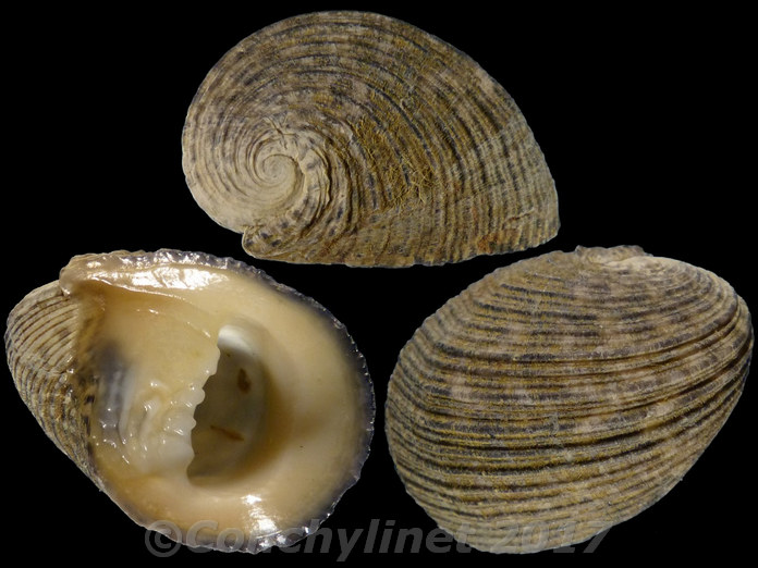 Nerita planospira
