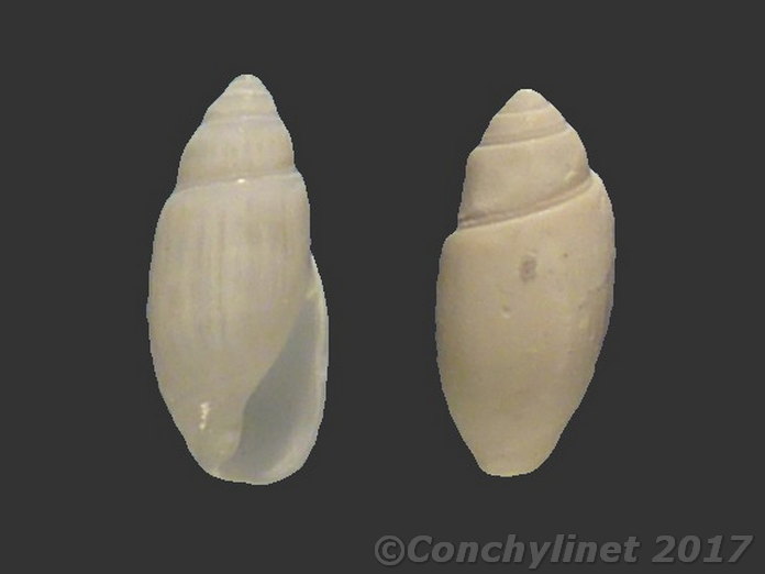 Olivella perplexa Olivella perplexa