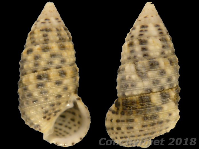Clypeomorus petrosus Clypeomorus petrosus
