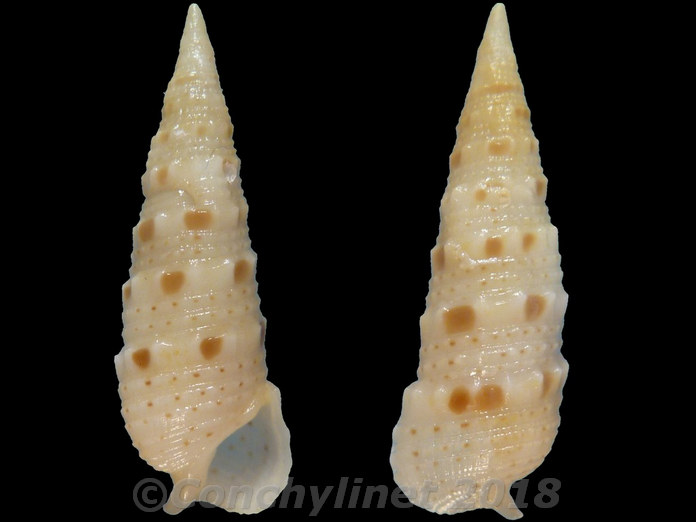 Rhinoclavis diadema Rhinoclavis diadema