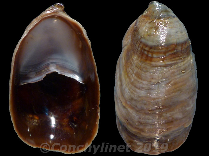 Crepidula onyx Crepidula onyx