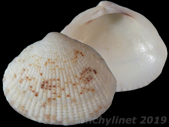 Timoclea costellifera