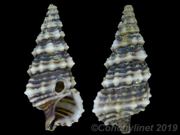 Cerithium dialeucum Cerithium dialeucum