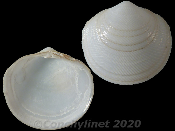 Divalucina cumingi