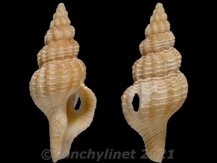 Fusinus pulchellus Fusinus pulchellus