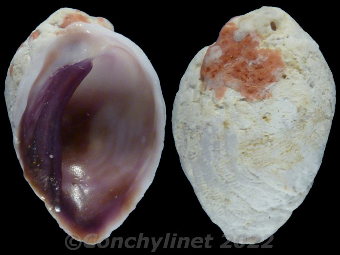 Coralliophila madreporaria