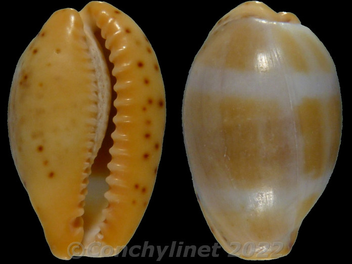 Cypraea xanthodon Cypraea xanthodon