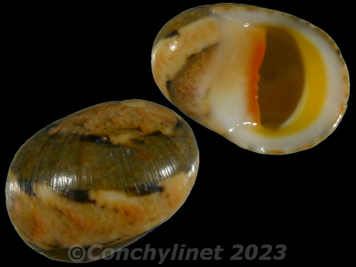 Nerita polita erythrostoma Nerita polita erythrostoma