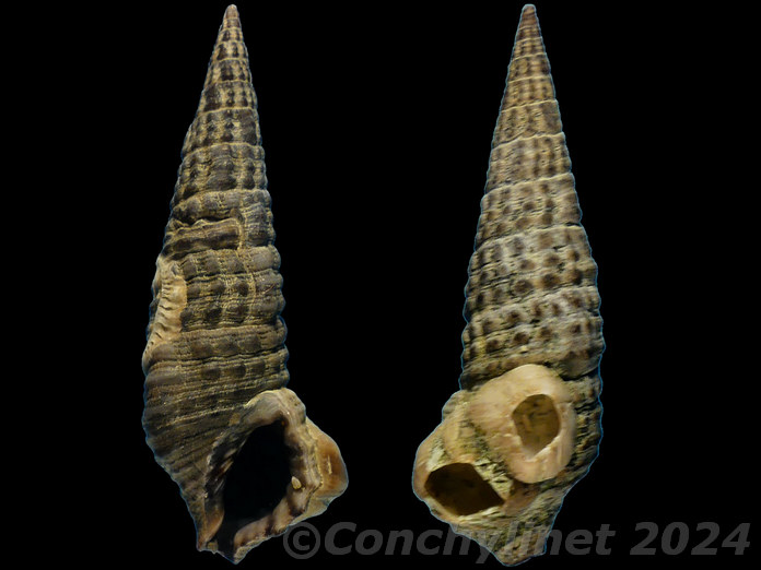Cerithium coralium Cerithium coralium