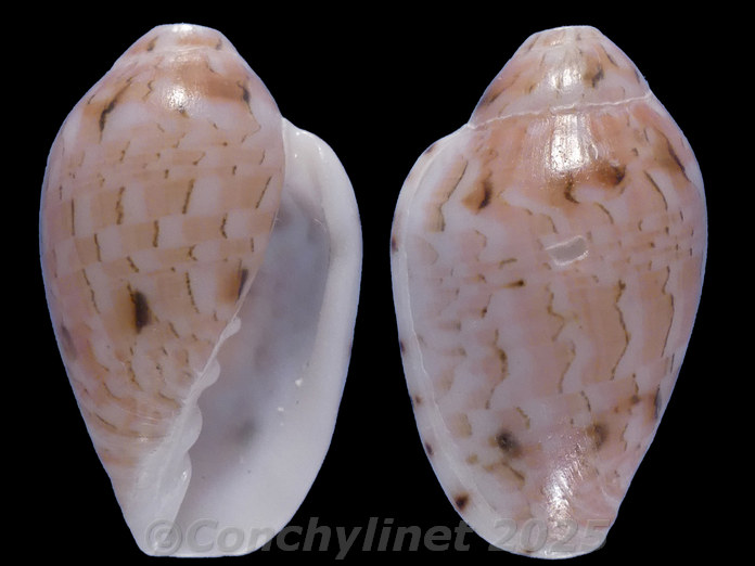 Marginella rosea