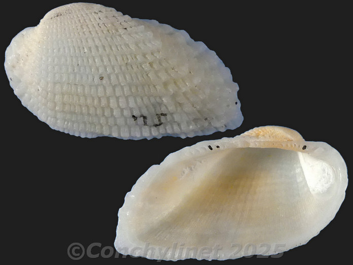 Acar plicata Acar plicata