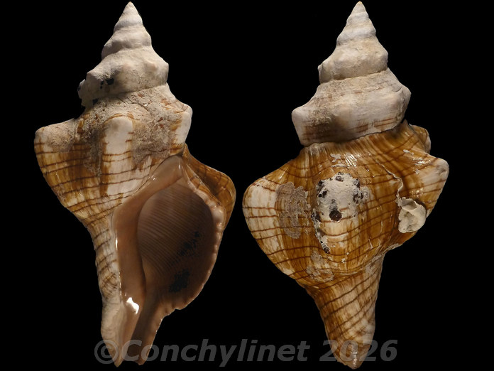 Pleuroploca trapezium Pleuroploca trapezium