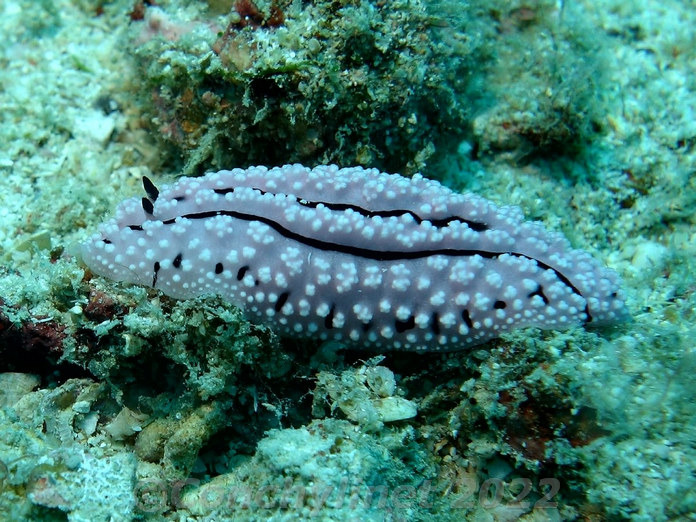 Phyllidiopsis krempfi Phyllidiopsis krempfi
