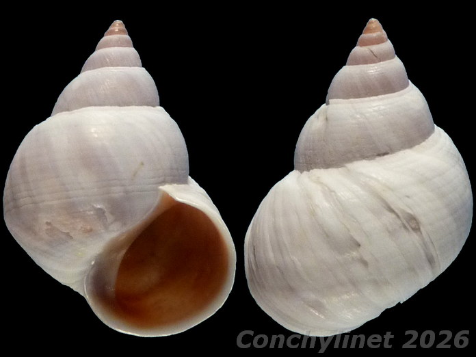 Littoraria coccinea