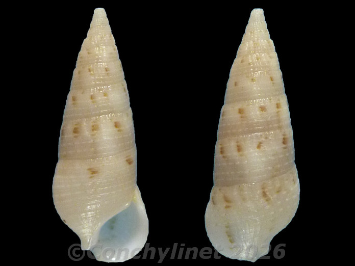 Cerithium nesioticum Cerithium nesioticum