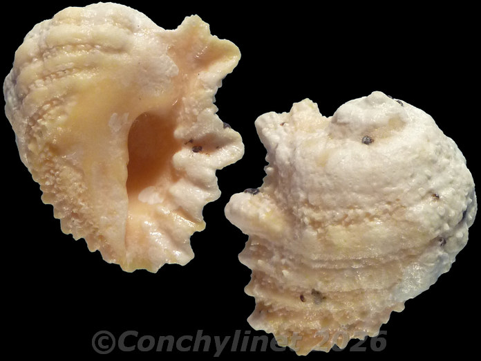 Drupa grossularia Drupa grossularia