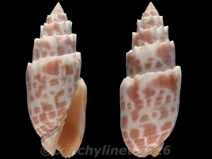 Mitra stictica Mitra stictica