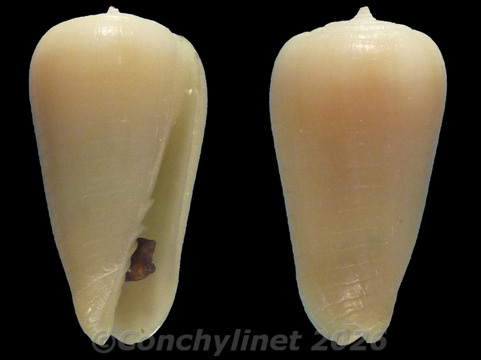 Imbricariopsis punctata Imbricariopsis punctata