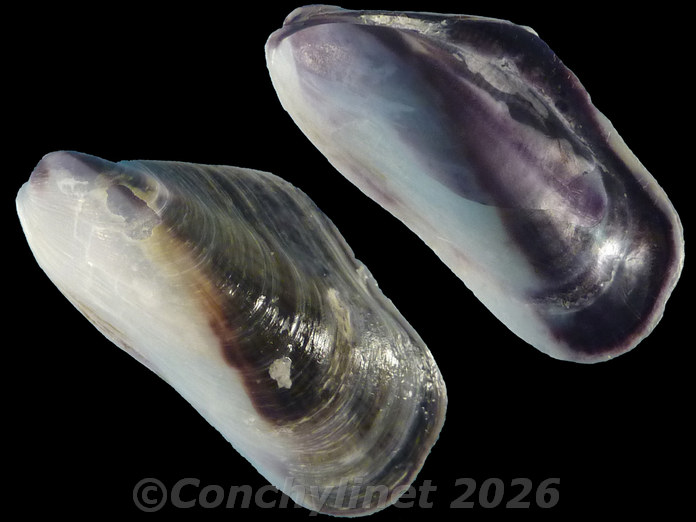 Modiolus auriculatus Modiolus auriculatus