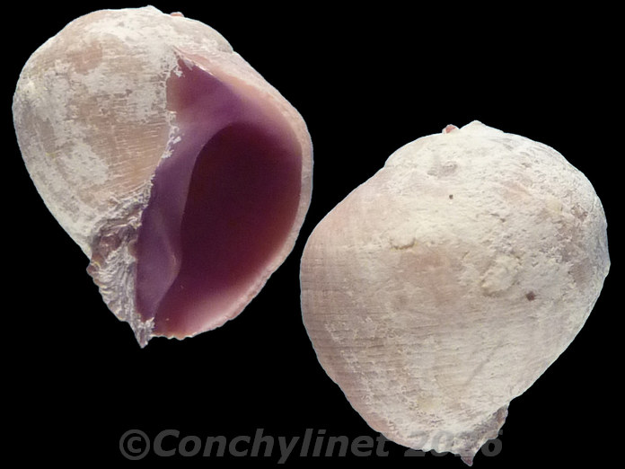 Coralliophila violacea