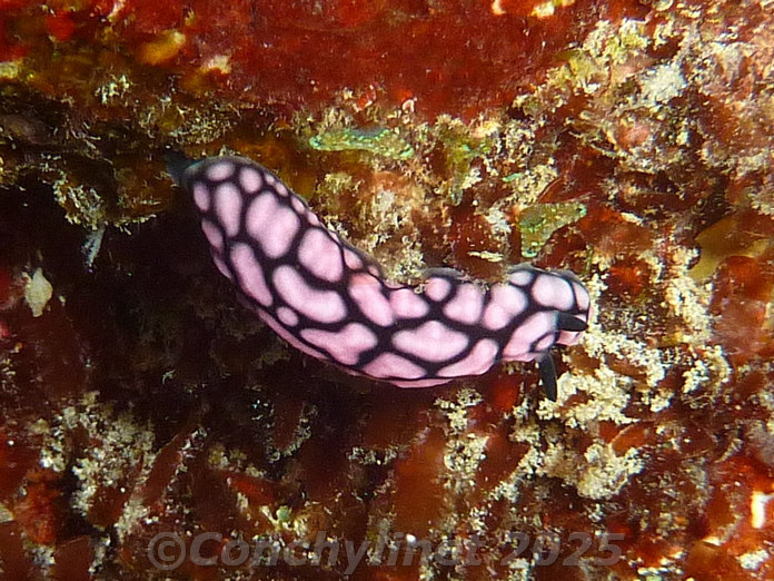 Phyllidiella pustulosa