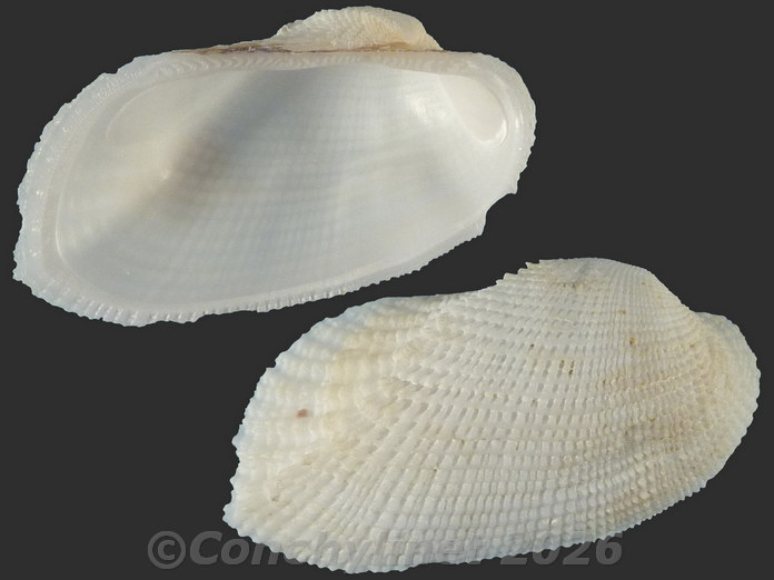 Acar plicata Acar plicata