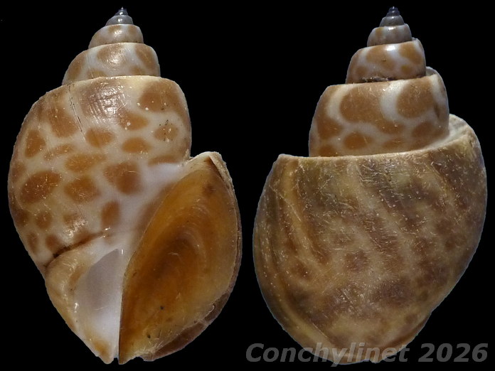 Babylonia formosa Babylonia formosa