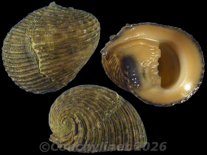 Nerita planospira