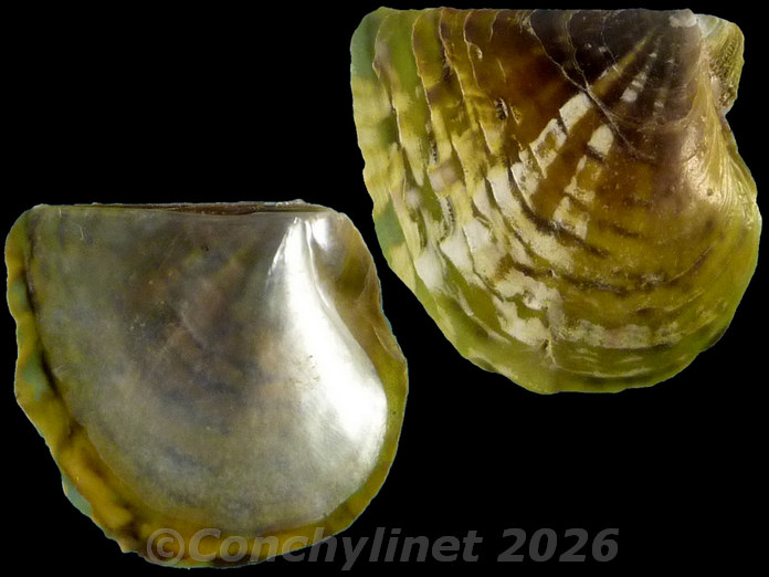 Pinctada margaritifera Pinctada margaritifera