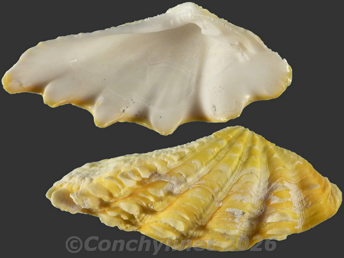 Tridacna maxima Tridacna maxima