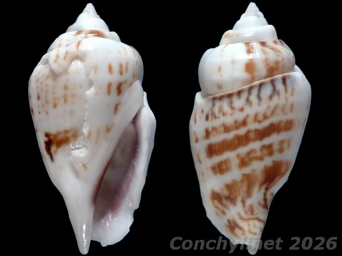 Gibberulus gibbosus Gibberulus gibbosus