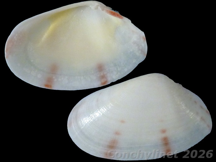 Jactellina clathrata Jactellina clathrata