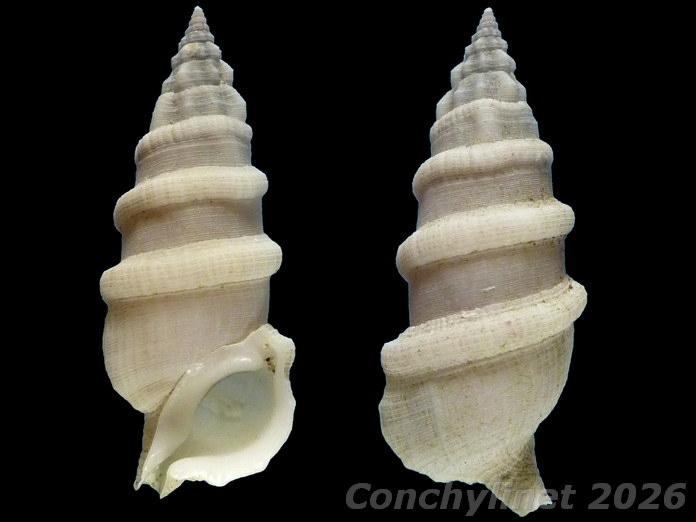 Cerithium torulosum Cerithium torulosum
