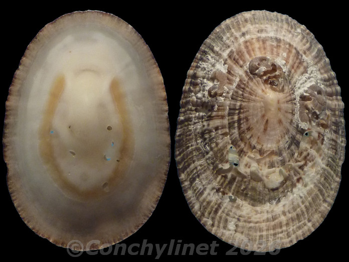 Scutellastra argenvillei Scutellastra argenvillei