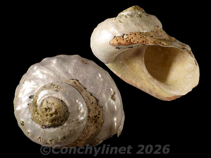 Turbo sarmaticus Turbo sarmaticus