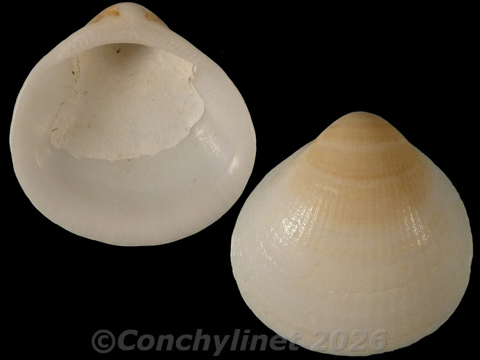 Glycymeris connollyi Glycymeris connollyi