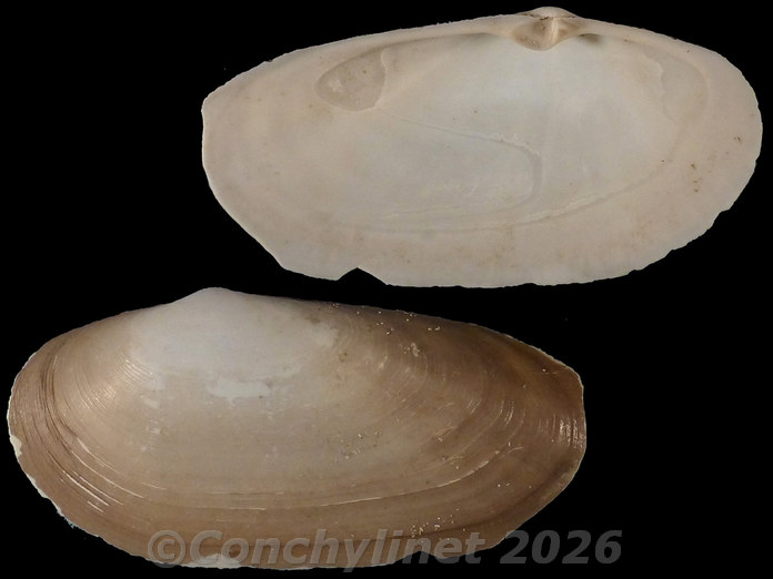 Lutraria capensis Lutraria capensis