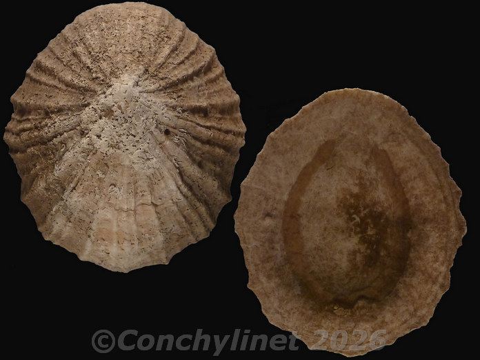 Scutellastra tabularis
