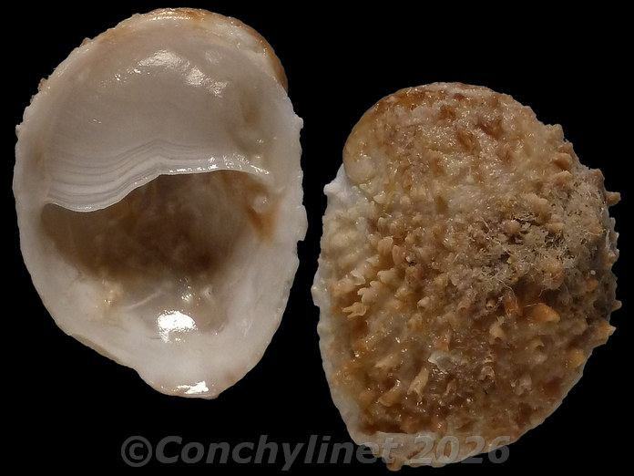 Bostrycapulus odites