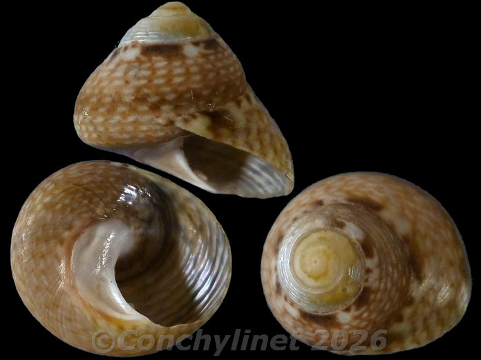 Oxystele impervia Oxystele impervia