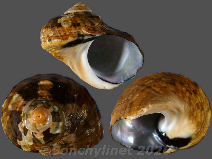 Turbo sarmaticus Turbo sarmaticus