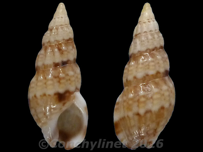 Nassarius capensis Nassarius capensis