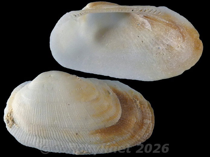Barbatia pistachia Barbatia pistachia